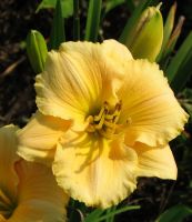 Daylily Siloam Rainbow Magic